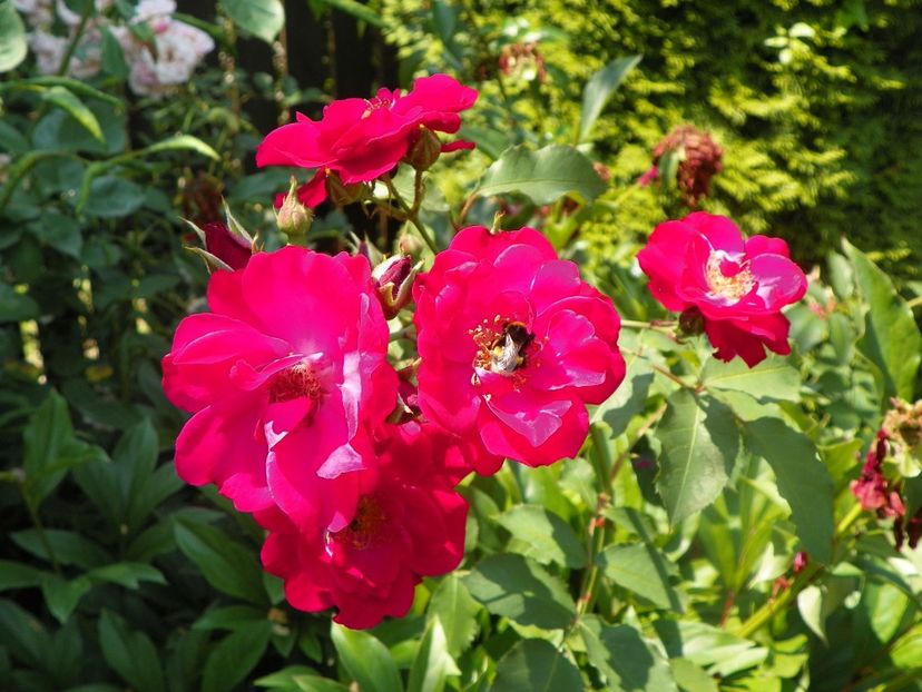 17 iun (42) - Trandafiri 2018 ii