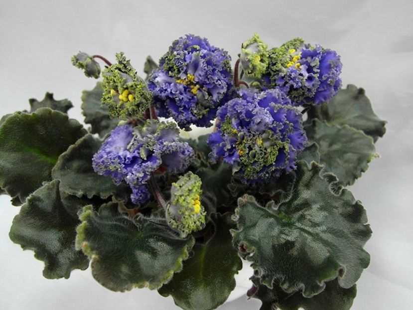 poza net - Ruffles skyes II