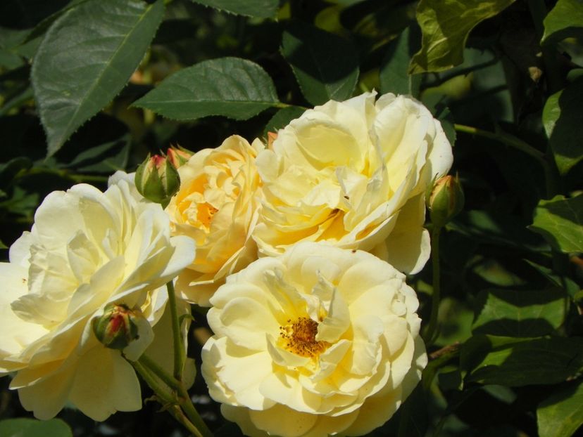 17 iun (48) - Trandafiri 2018 ii