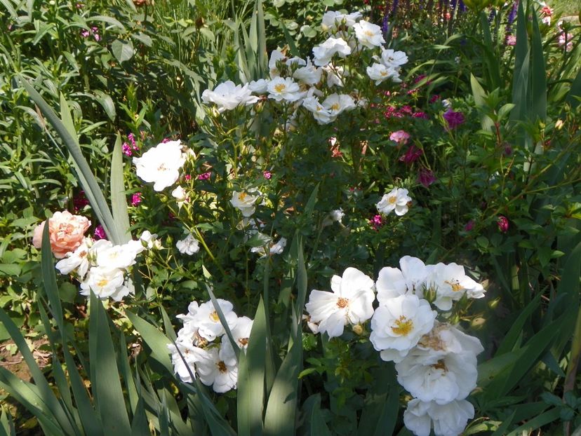 17 iun (49) - Trandafiri 2018 ii