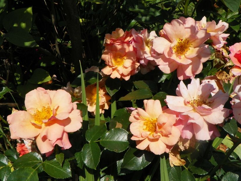 17 iun (52) - Trandafiri 2018 ii