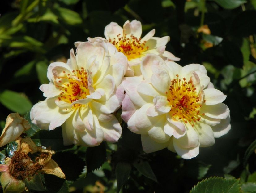 17 iun (57) - Trandafiri 2018 ii