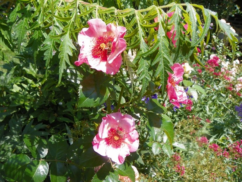 17 iun (66) - Trandafiri 2018 ii