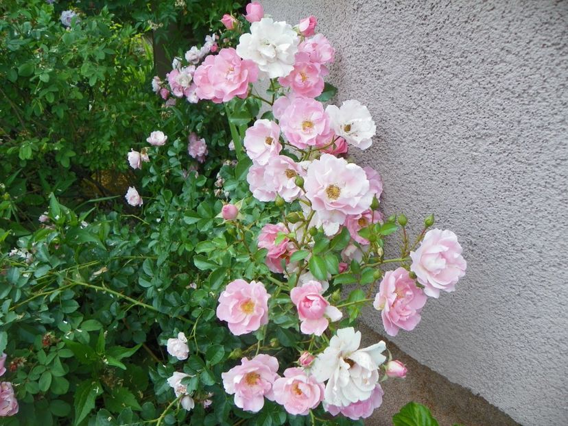 17 iun (72) - Trandafiri 2018 ii