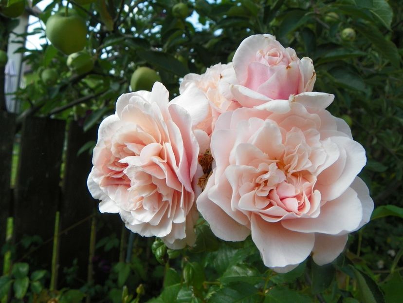 17 iun (77) - Trandafiri 2018 ii