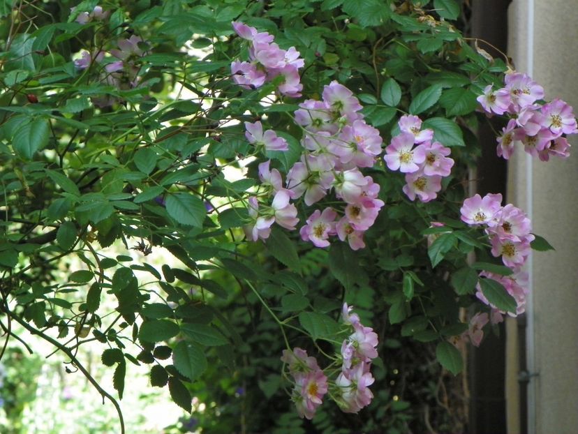 17 iun (79) - Trandafiri 2018 ii