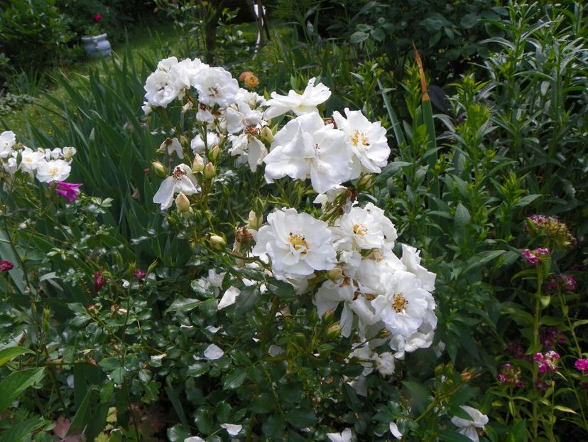 17 iun (89) - Trandafiri 2018 ii