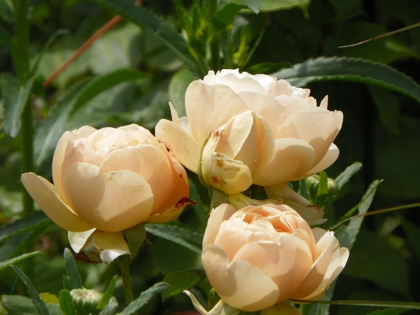 17 iun (101) - Trandafiri 2018 ii