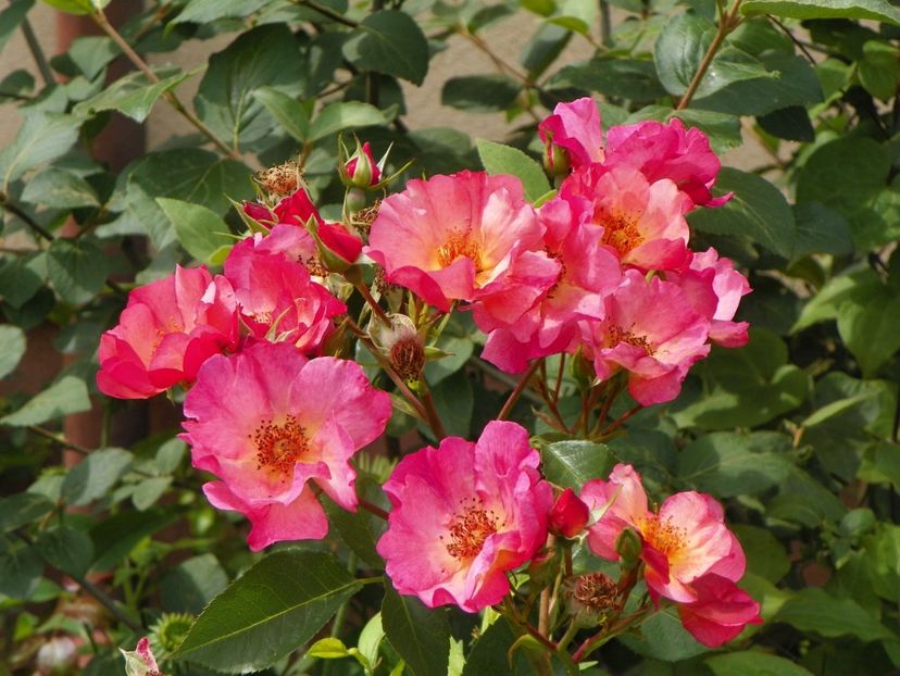 17 iun (102) - Trandafiri 2018 ii