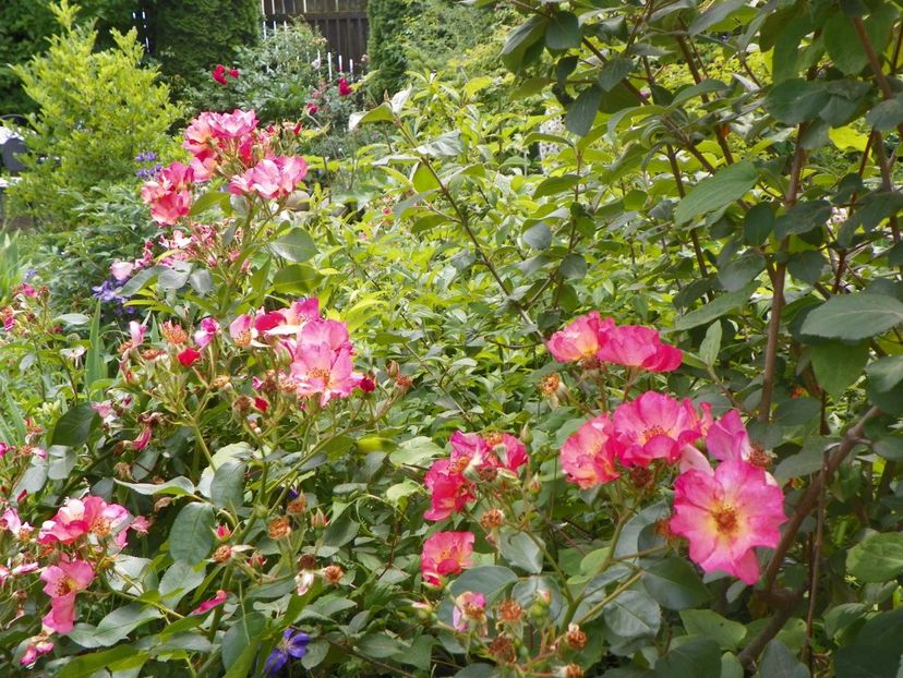 17 iun (111) - Trandafiri 2018 ii