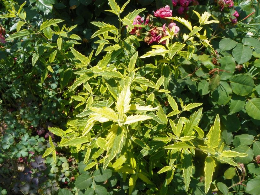 17 iun (61) - Copacei si arbusti 2018