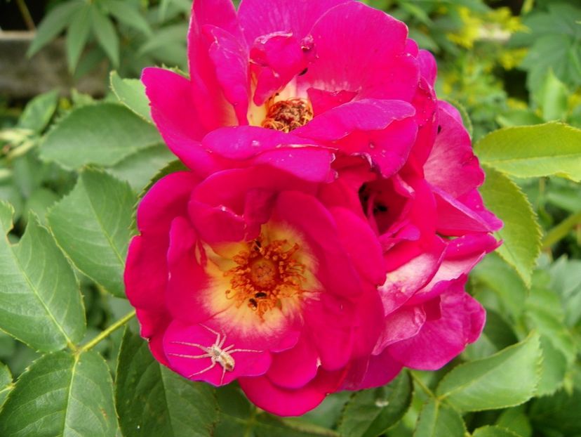 17 iun (124) - Trandafiri 2018 ii