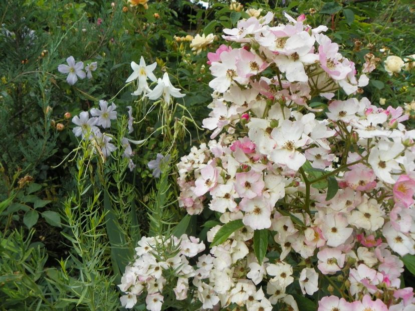 17 iun (129) - Trandafiri 2018 ii