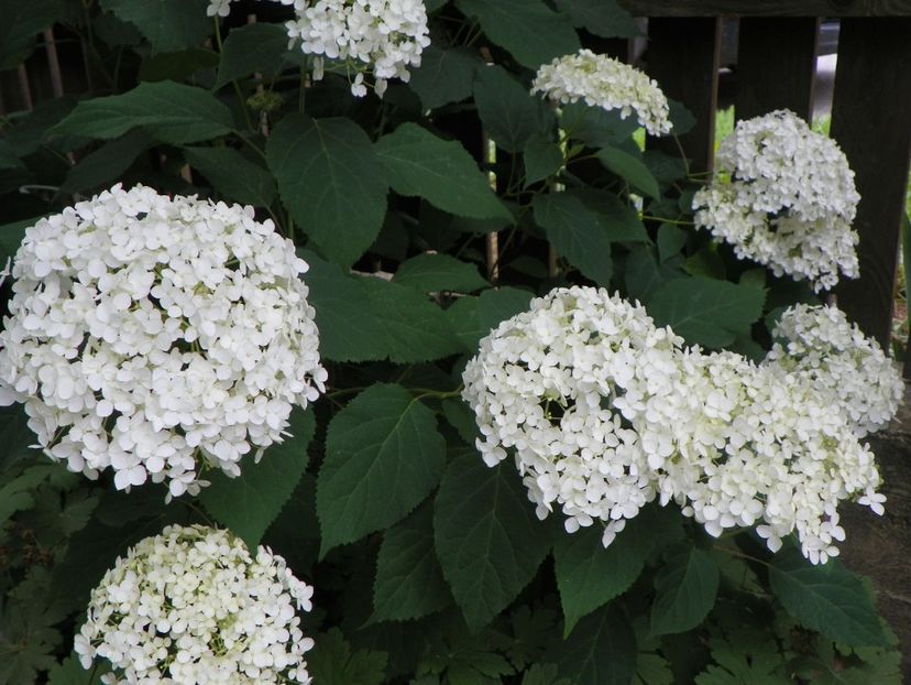 17 iun (176) - Copacei si arbusti 2018