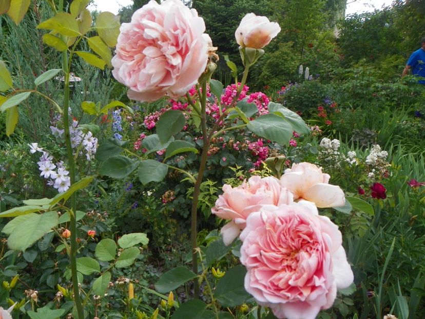 17 iun (132) - Trandafiri 2018 ii