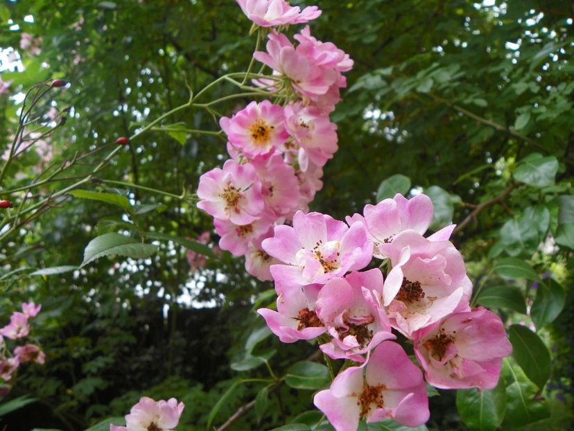 17 iun (156) - Trandafiri 2018 ii