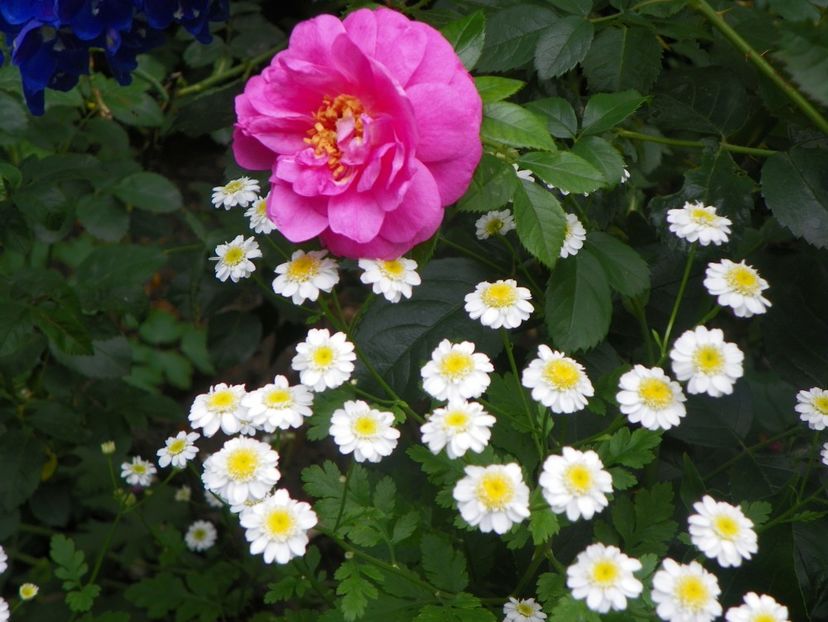 17 iun (158) - Trandafiri 2018 ii