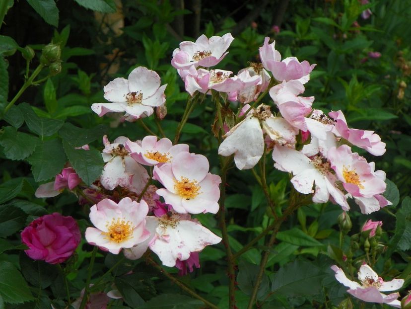 17 iun (160) - Trandafiri 2018 ii