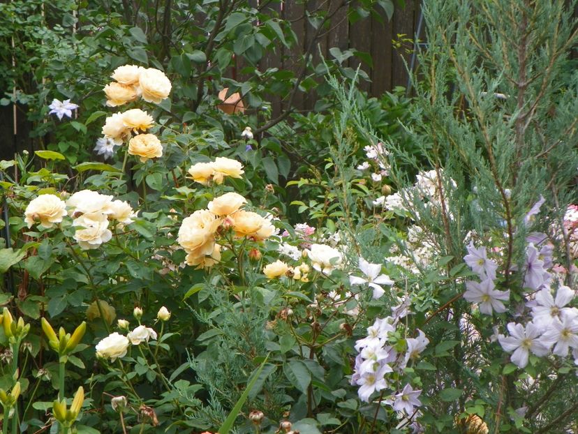 17 iun (162) - Trandafiri 2018 ii