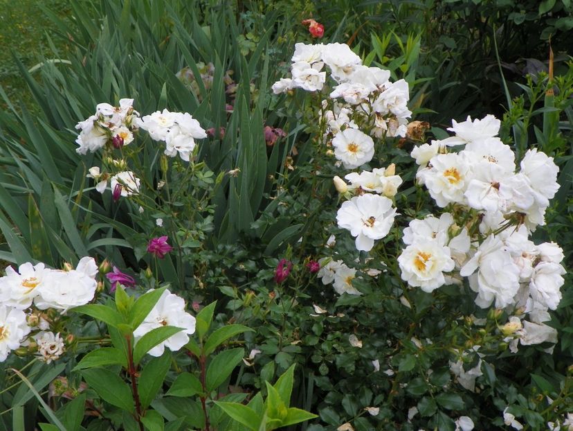 17 iun (163) - Trandafiri 2018 ii