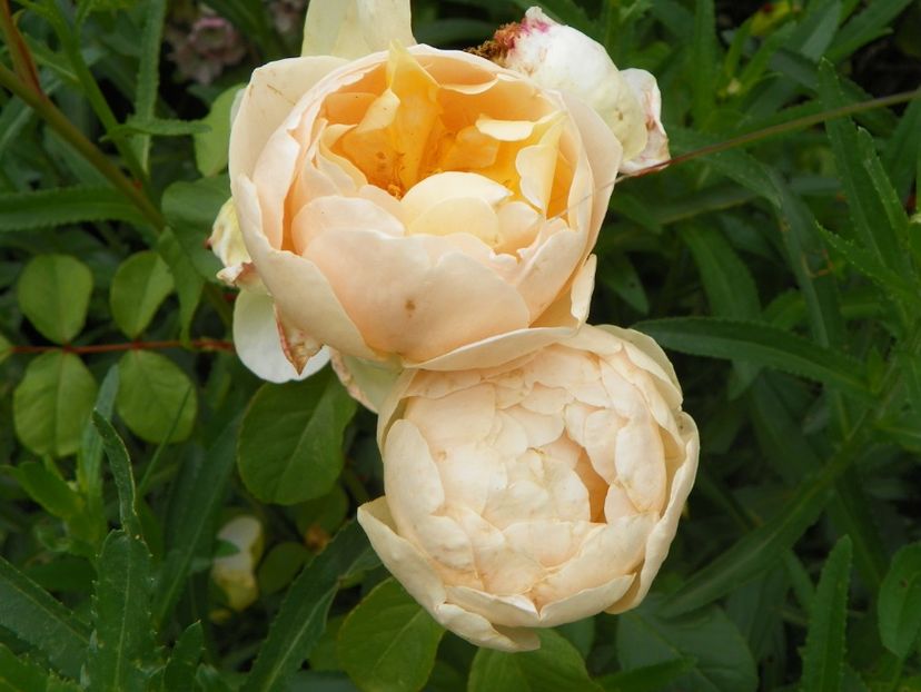 17 iun (164) - Trandafiri 2018 ii