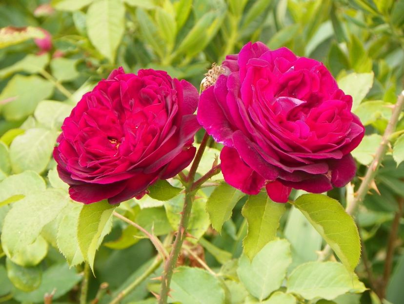 17 iun (197) - Trandafiri 2018 ii