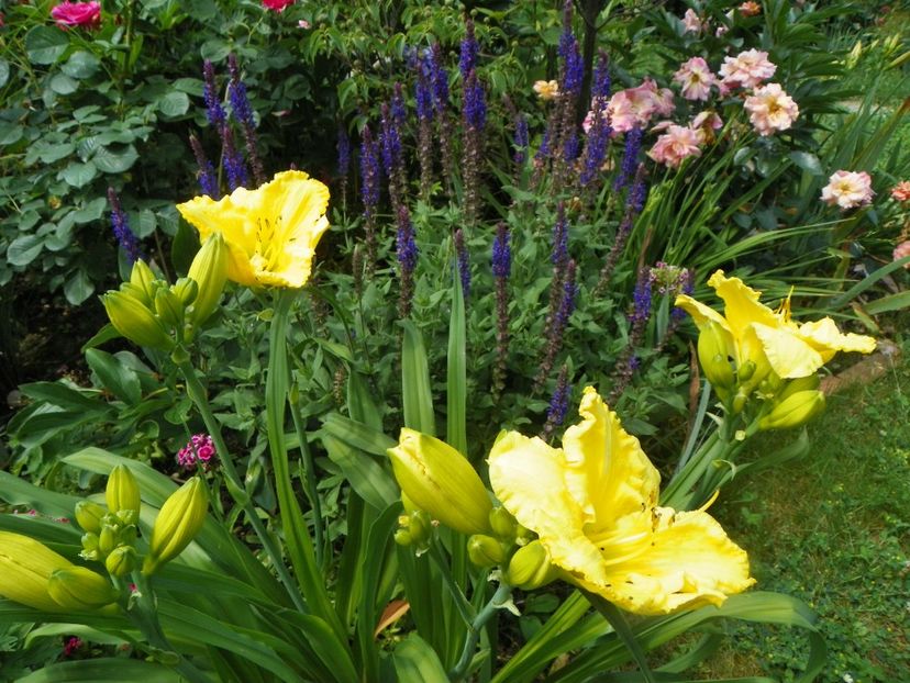 17 iun (91) - Hemerocallis 2018