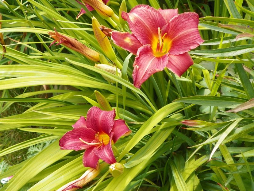 17 iun (104) - Hemerocallis 2018