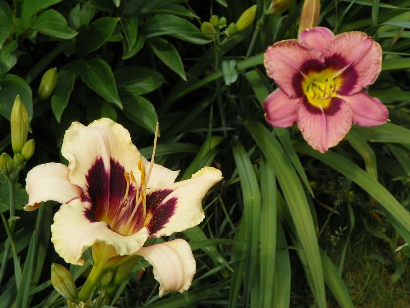 17 iun (106) - Hemerocallis 2018