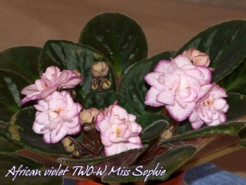 poza net - Two W Miss Sophie