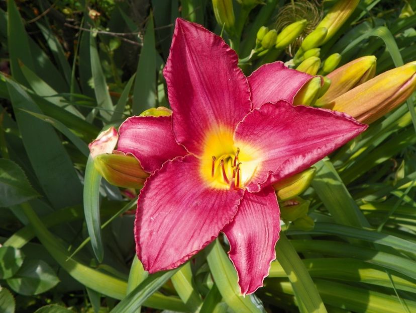 17 iun (110) - Hemerocallis 2018