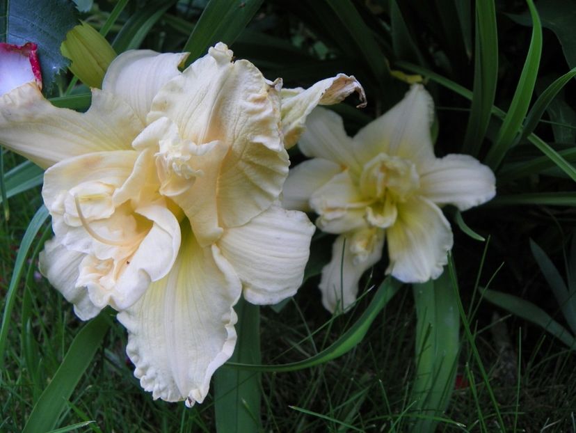 17 iun (119) - Hemerocallis 2018