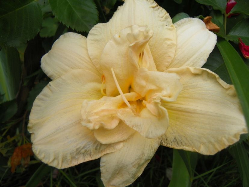 17 iun (121) - Hemerocallis 2018