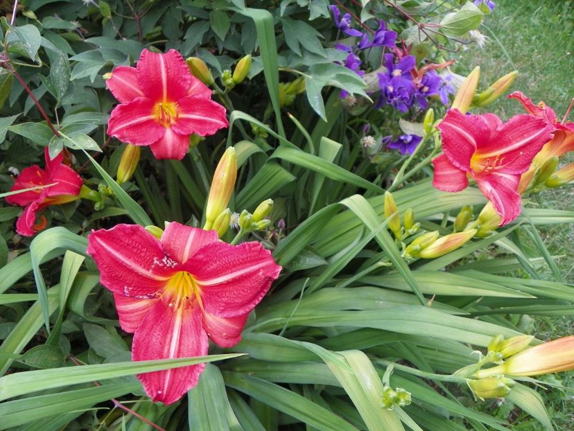 17 iun (127) - Hemerocallis 2018