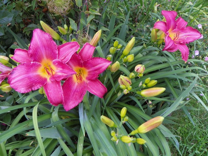 17 iun (135) - Hemerocallis 2018