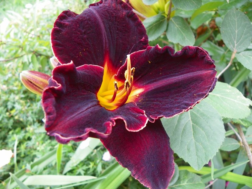 17 iun (185) - Hemerocallis 2018