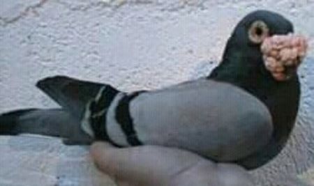  - VOIAJORI DE FRUMUSETE BAGDETI INDIENI GERMANII