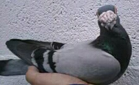  - VOIAJORI DE FRUMUSETE BAGDETI INDIENI GERMANII