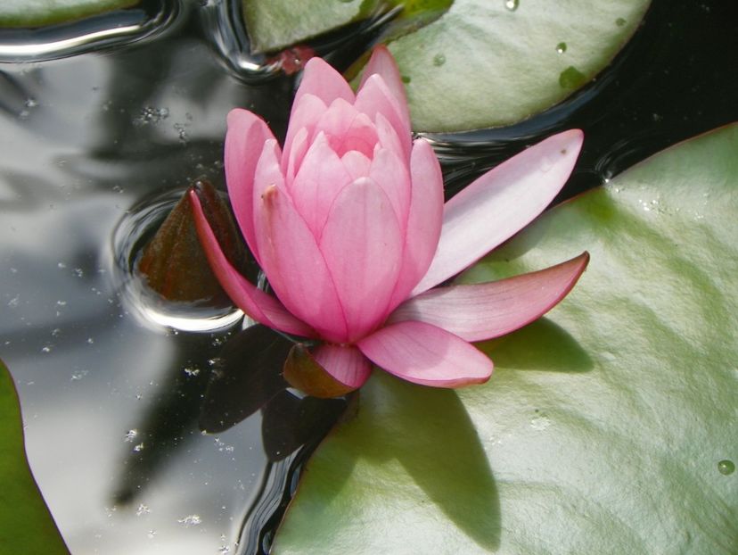 17 iun (98) - Vara 2018