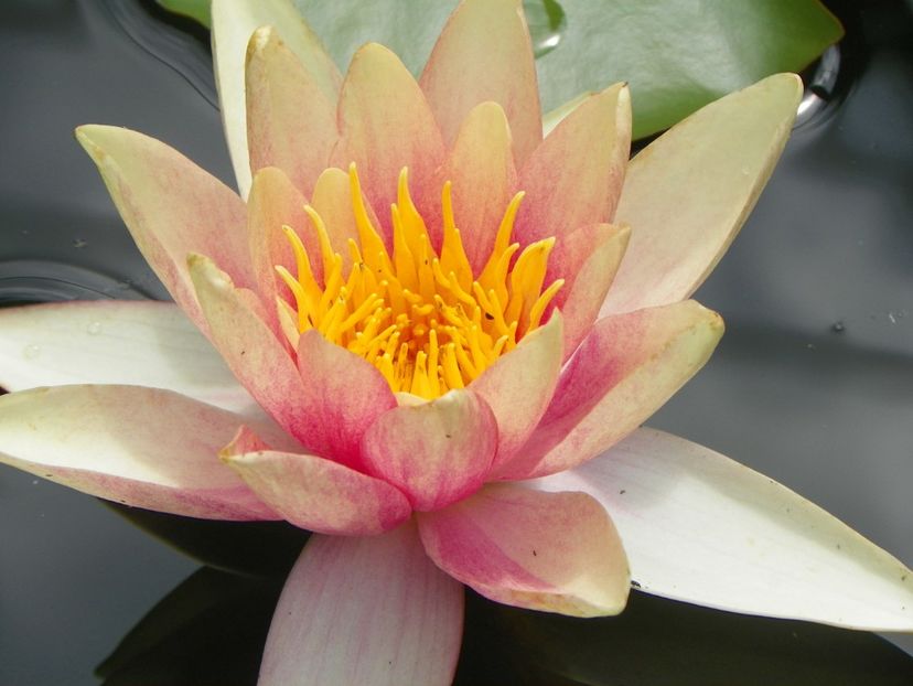 17 iun (99) - Vara 2018