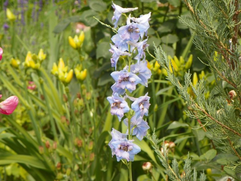 17 iun (100) - Vara 2018