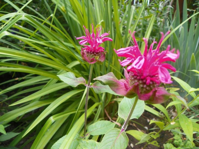 17 iun (117) - Vara 2018