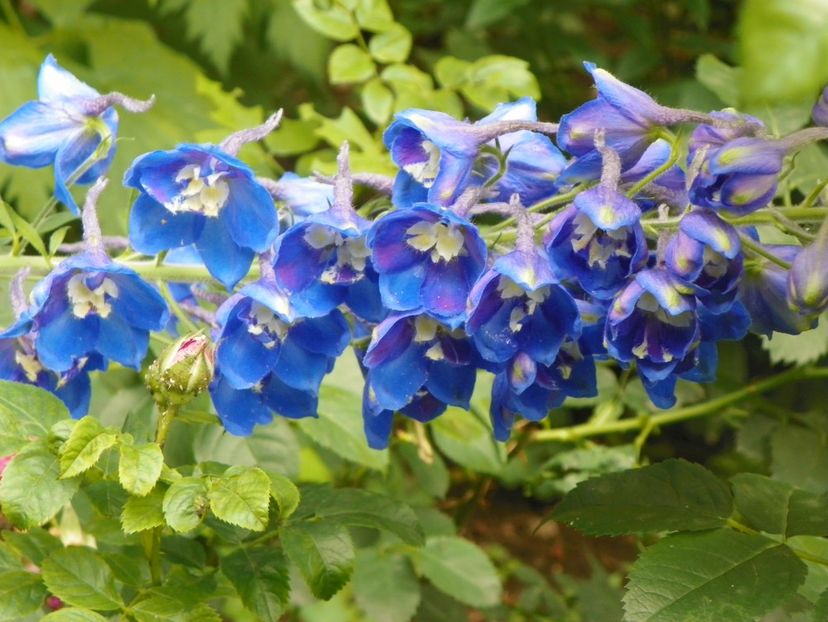 17 iun (125) - Vara 2018