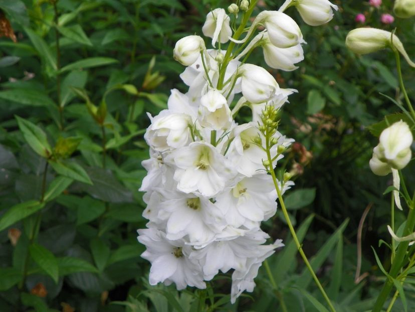 17 iun (126) - Vara 2018