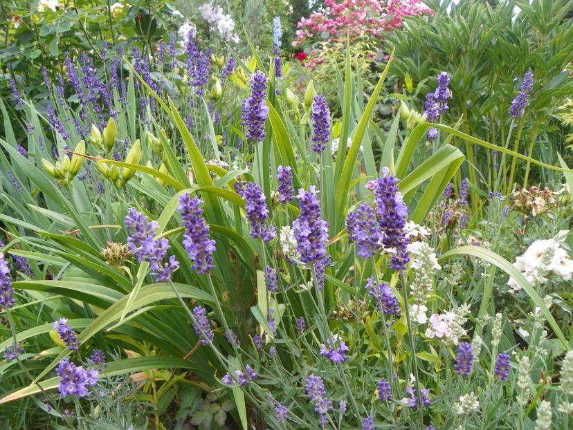 17 iun (133) - Vara 2018