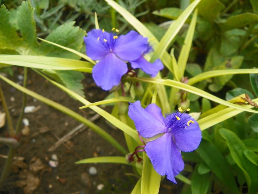 17 iun (166) - Vara 2018