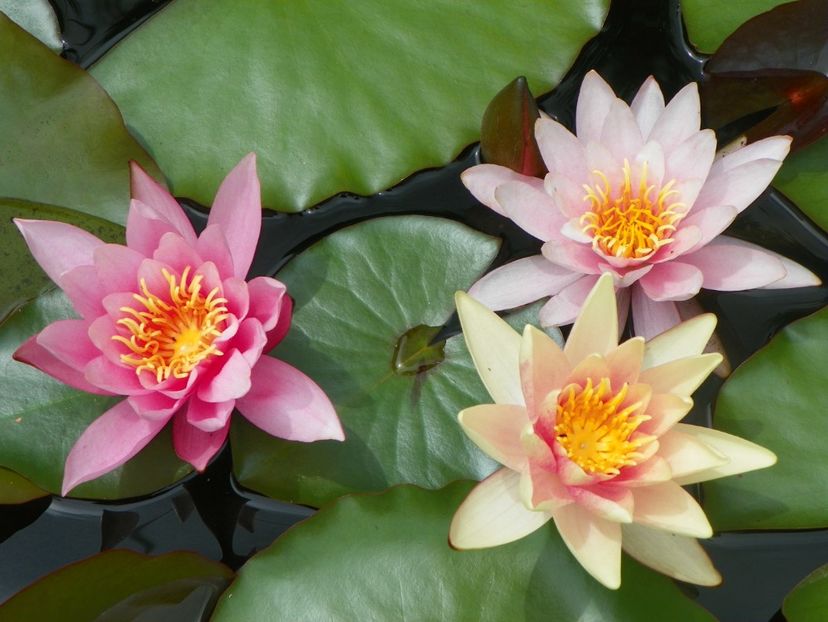 17 iun (194) - Vara 2018