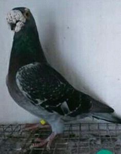  - VOIAJORI DE FRUMUSETE BAGDETI INDIENI GERMANII