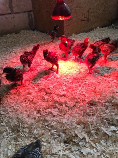 7E98C0AC-14F0-44C8-8813-C068E0C83039 - Tineret 2018