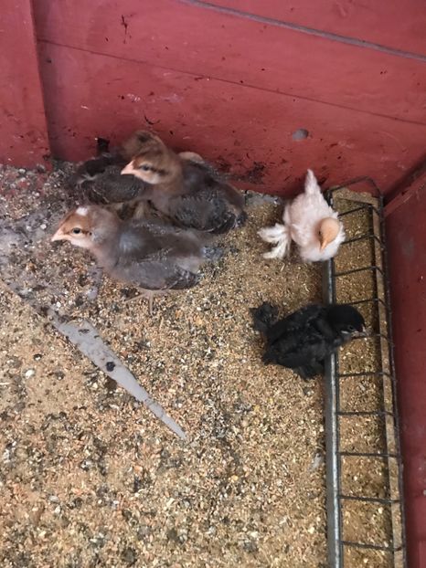 46B35728-A662-47FE-9575-849B0EED26C5 - Tineret 2018